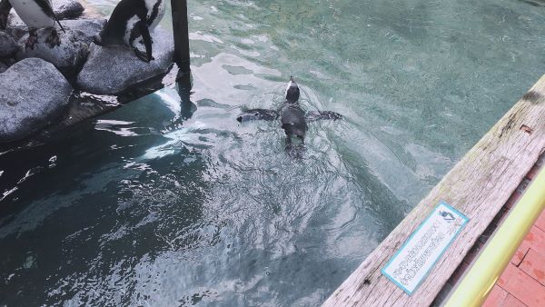 掛川花鳥園のペンギンプール2